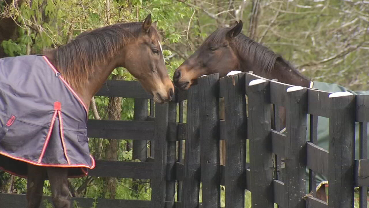 THOROGHBRED RETIREMENT FOUNDATION FARM IN OLDHAM COUNTY - RETIRED HORSES
